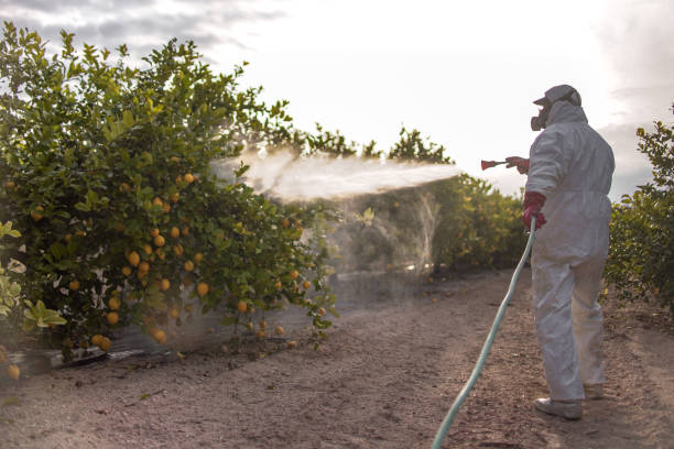 Best Rat Extermination Near Me  in Arche, OK