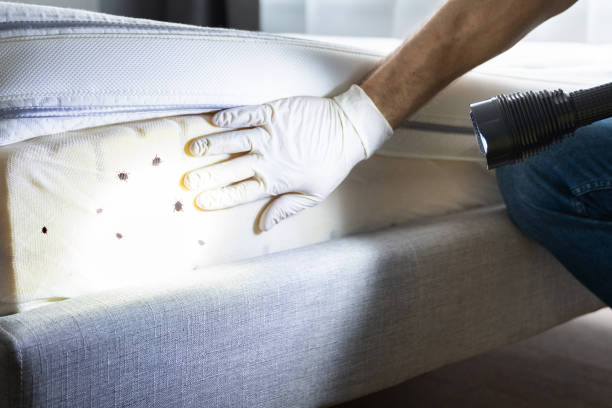 Best Bed Bug Extermination  in Arche, OK