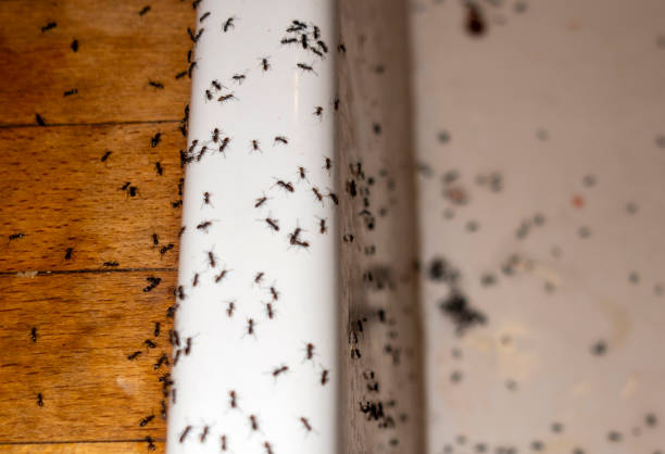 Best Ant Control Services  in Arche, OK