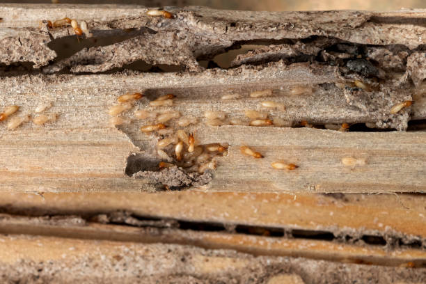 Best Local Pest Control Services  in Arche, OK