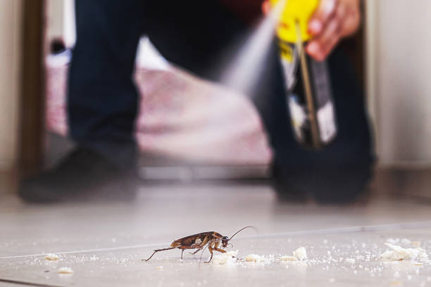 Best Pest Removal Services  in Arche, OK