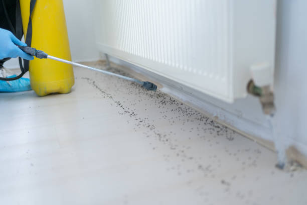 Best Cockroach Control Services  in Arche, OK